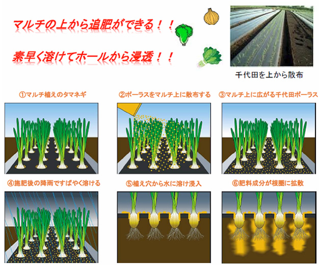 マルチの上から追肥ができる!!素早く溶けてホールから浸透!!①マルチ植えのタマネギ②ポーラスをマルチ上に散布する③マルチ上に広がる千代田ポーラス④施肥後の降雨ですばやく溶ける⑤植え穴から水に溶け浸入⑥肥料成分が根圏に拡散