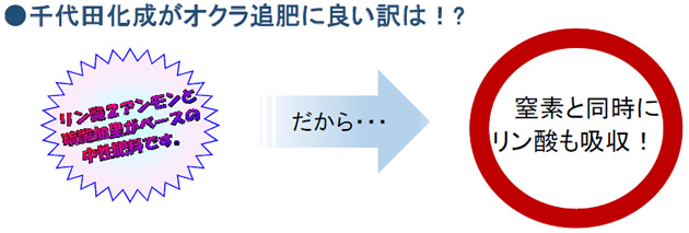千代田化成がオクラ追肥に良い訳は!?リン酸2アンモンと硫酸カリがベースの中性肥料です。だから…窒素と同時にリン酸も吸収!