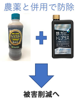 サトイモの病害抑制と肥大促進