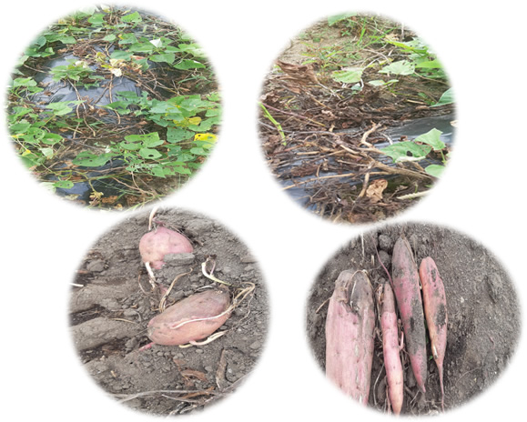 基腐れ病、つる割病