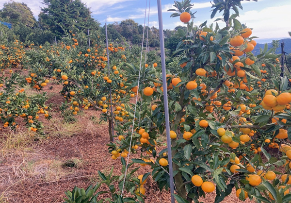 �o�C�I�X�^�[