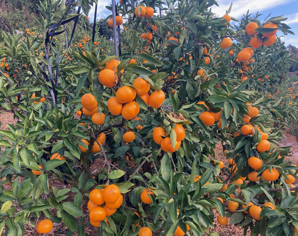 �o�C�I�X�^�[