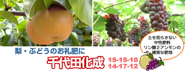 梨・ぶどうのお礼肥に千代田化成 15-15-10 14-17-12